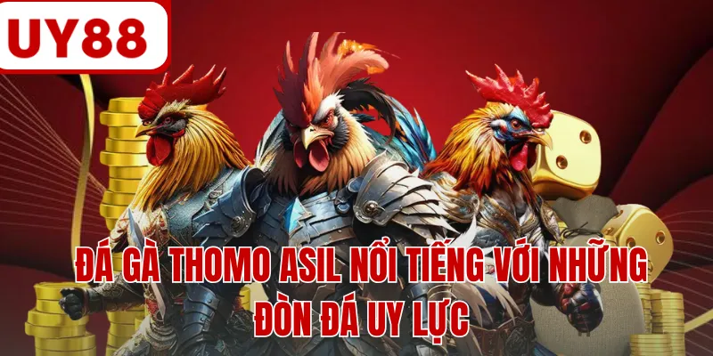 Đá gà Thomo Asil nổi tiếng với những đòn đá uy lực